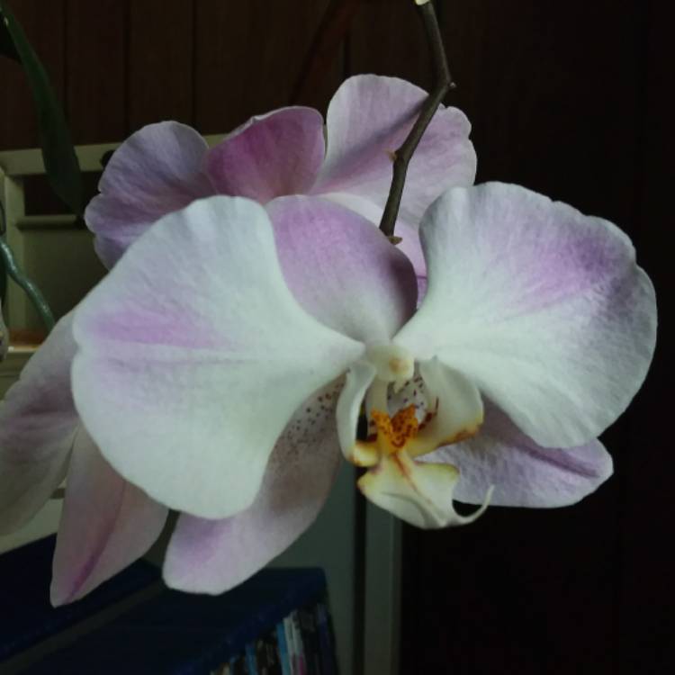 plant image 794525