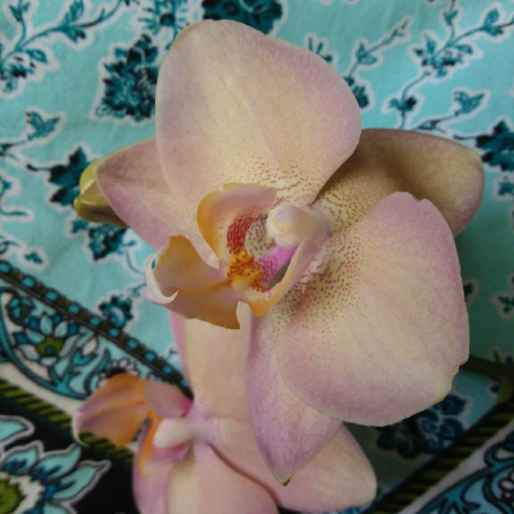 plant image 794527