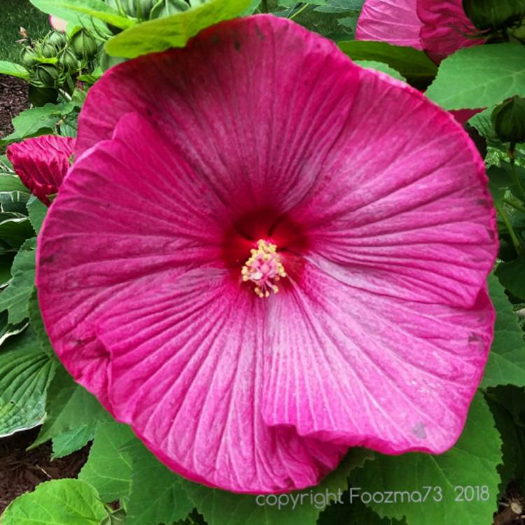 Plant image Hibiscus moscheutos 'Luna Rose'