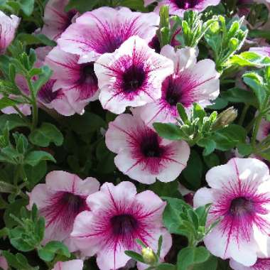 Petunia