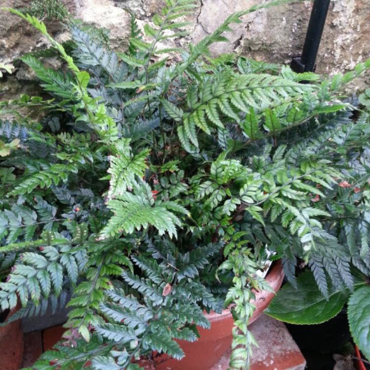 Plant image Polystichum