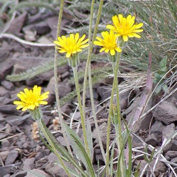 Plant image Agoseris