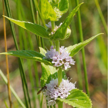 Plant image Mentha arvensis