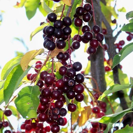 Plant image Prunus Virginiana