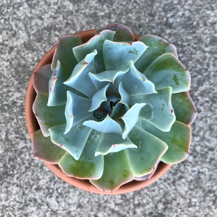 Plant image Echeveria Tsunami