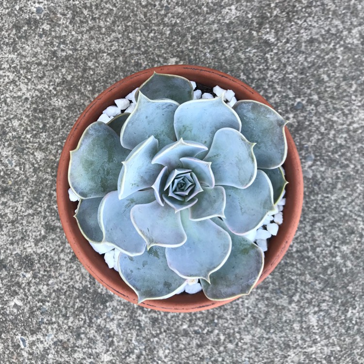 plant image 735399
