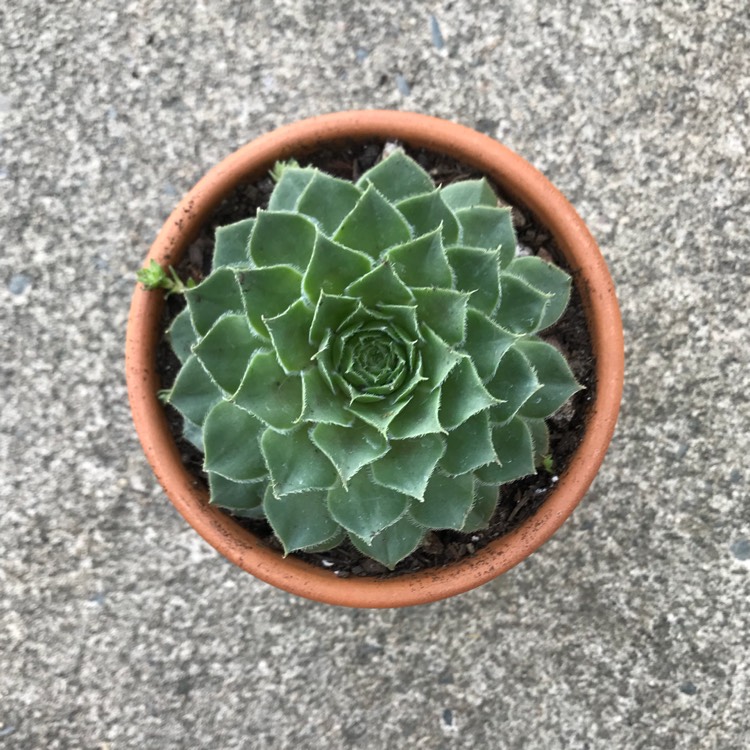 plant image 735487
