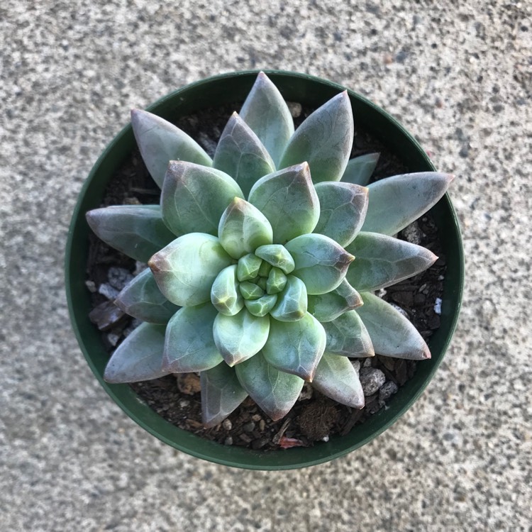Plant image x Pachyveria