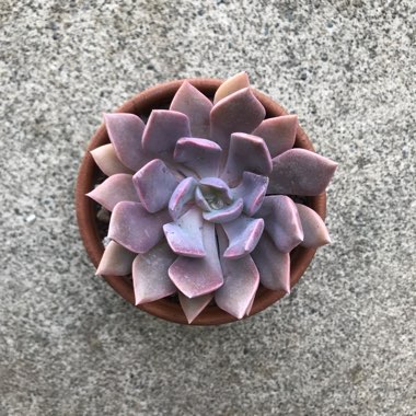 Graptoveria 'Debbi'
