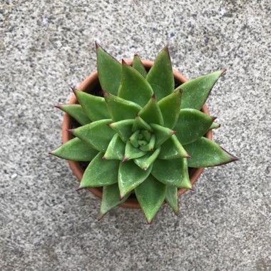 Echeveria 'Agavoides Red Edge'