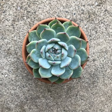 Echeveria 'Chihuahuaensis'