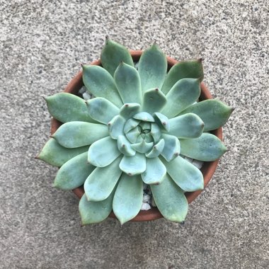 Echeveria 'Tippy'
