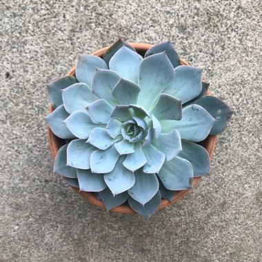 Echeveria 'Morning Beauty'