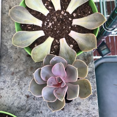 Kathleen's garden