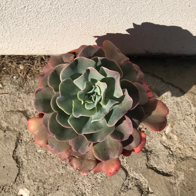 Plant image Echeveria Blue Waves