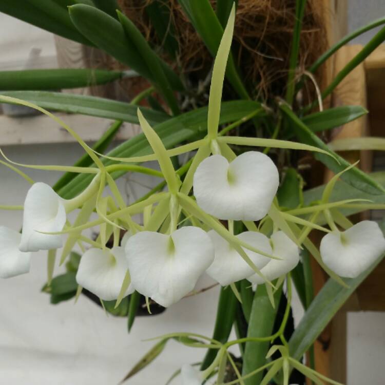 Plant image Brassavola Nodosa