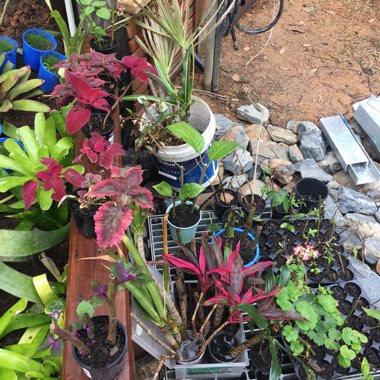 Ebony's garden