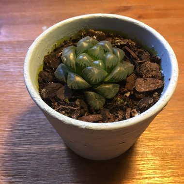 Haworthia pilifera