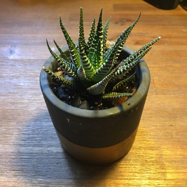Concolor Zebra Plant