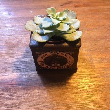 Echeveria