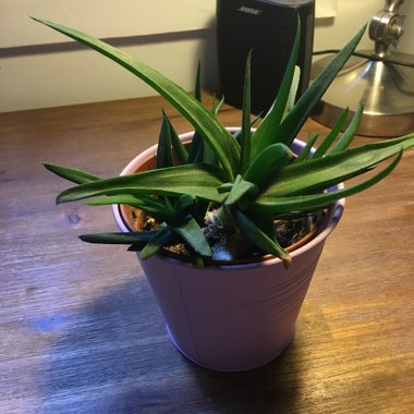 Haworthia pentagona
