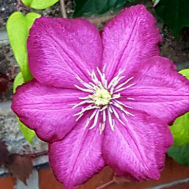 Clematis