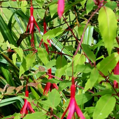 Fuchsia