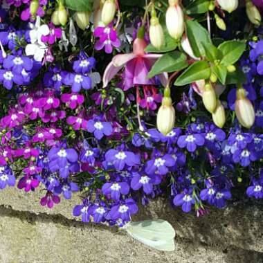 Fuchsia