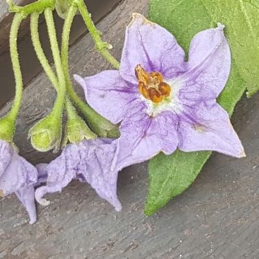 Sharon's garden