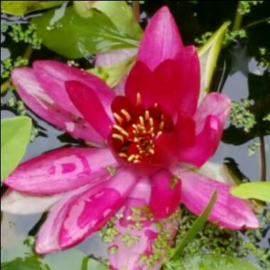 Water Lily