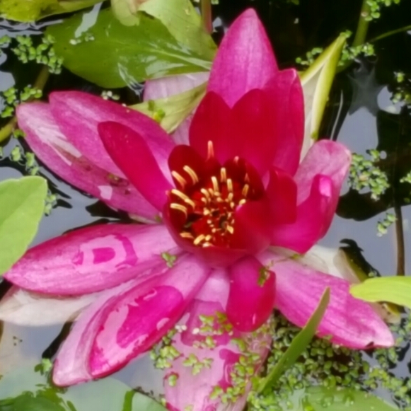 plant image 217662