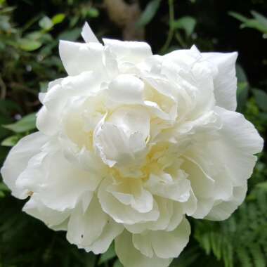 Sharon's garden