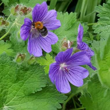 Sharon's garden