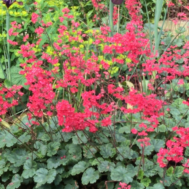 Plant image Heuchera 'Apple Crisp'