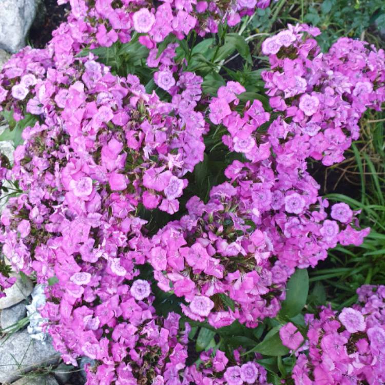 Plant image Dianthus 'Diamond Pink Blush'