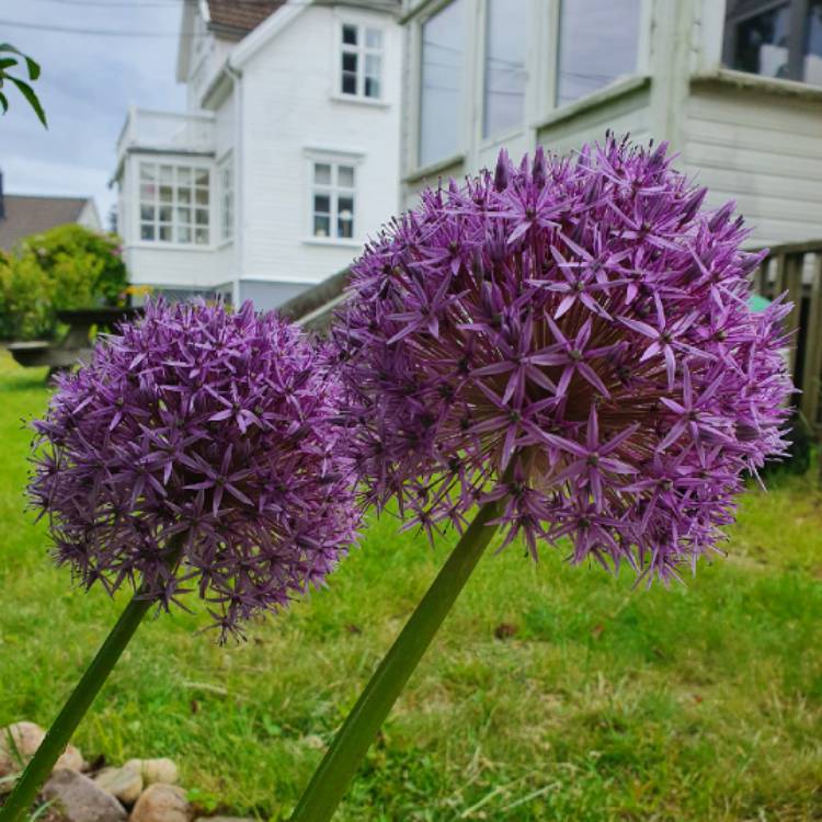 plant image 1606785 plant image 1606785