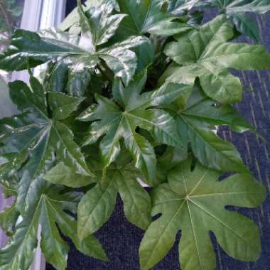Fatsia japonica  syn. Aralia japonica