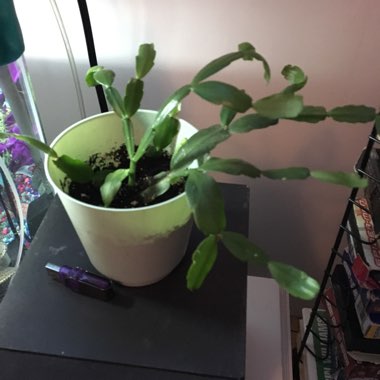 Schlumbergera truncata
