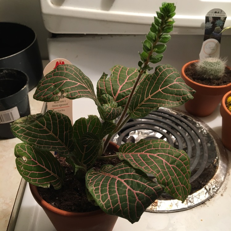 Plant image Fittonia Argyroneura 'Red Vein'