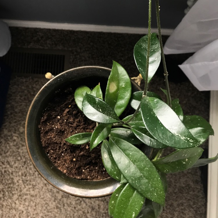 plant image 670515