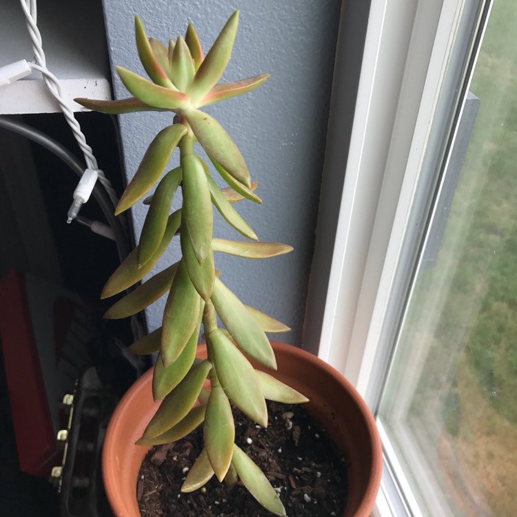 plant image 670517