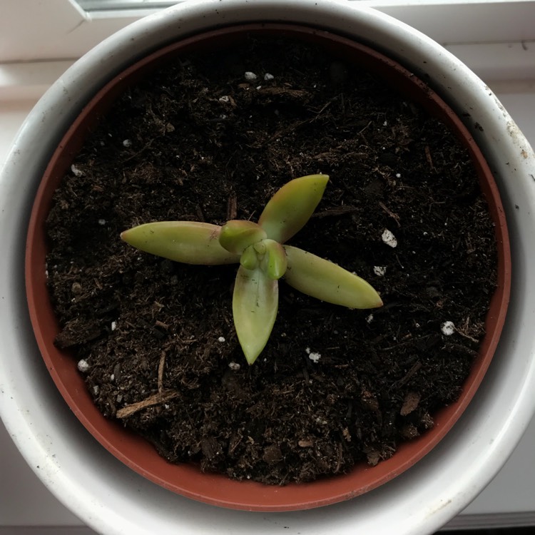 plant image 670802