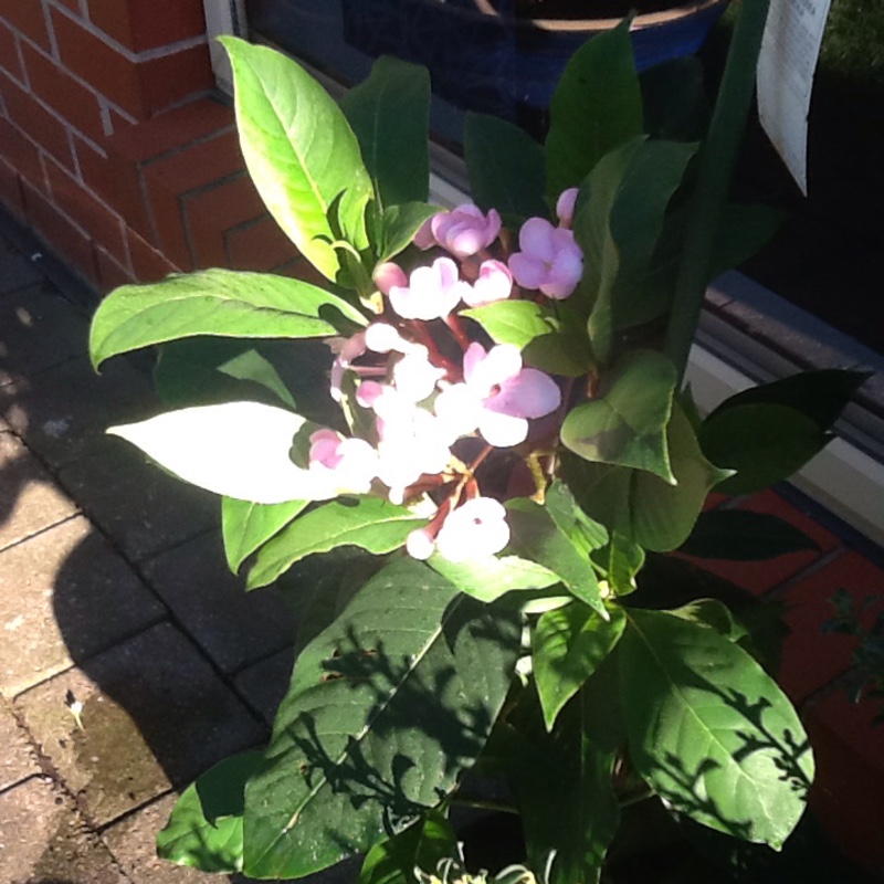 plant image 155435