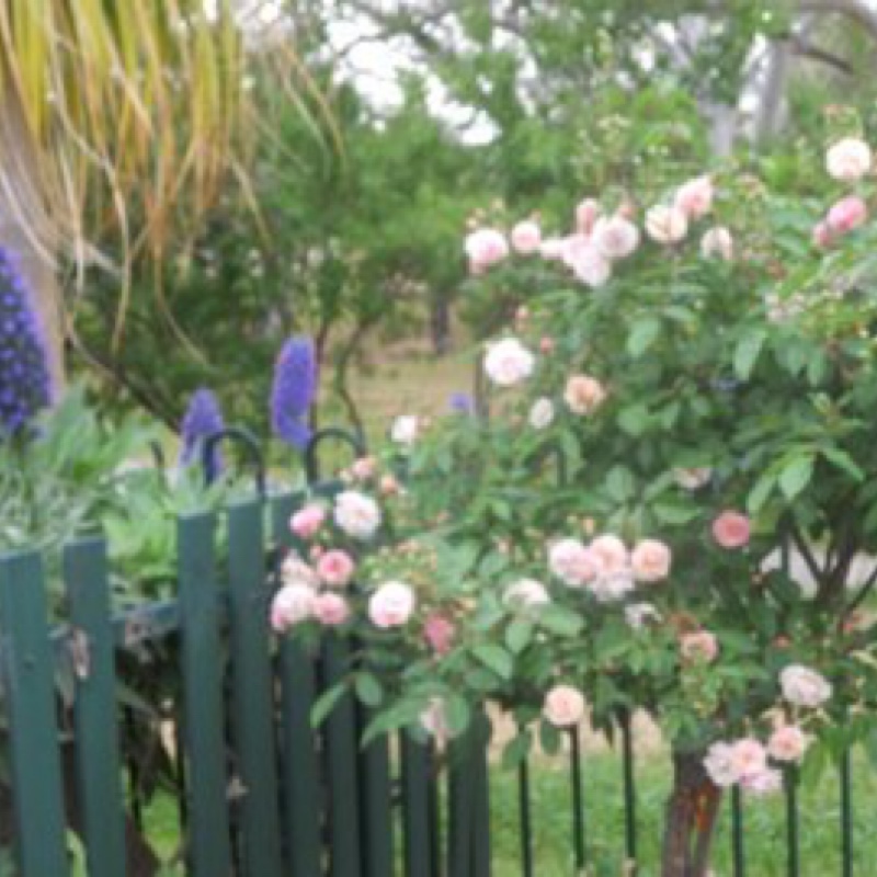 Plant image Rosa 'Cornelia'