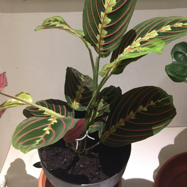Maranta leuconeura 'Fascinator Tricolour'