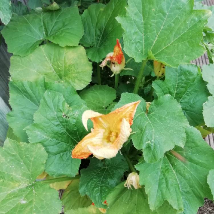 Plant image Cucurbita Pepo var. Cylindrica 'All Green Bush'