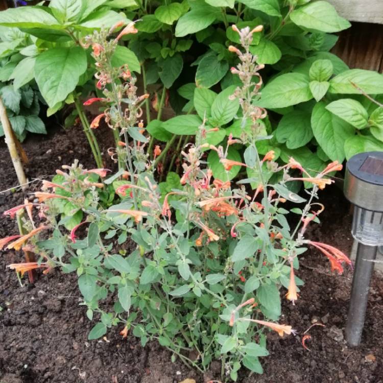 Plant image Agastache