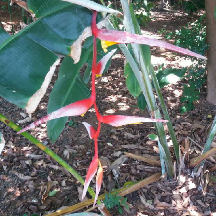 Plant image Heliconia
