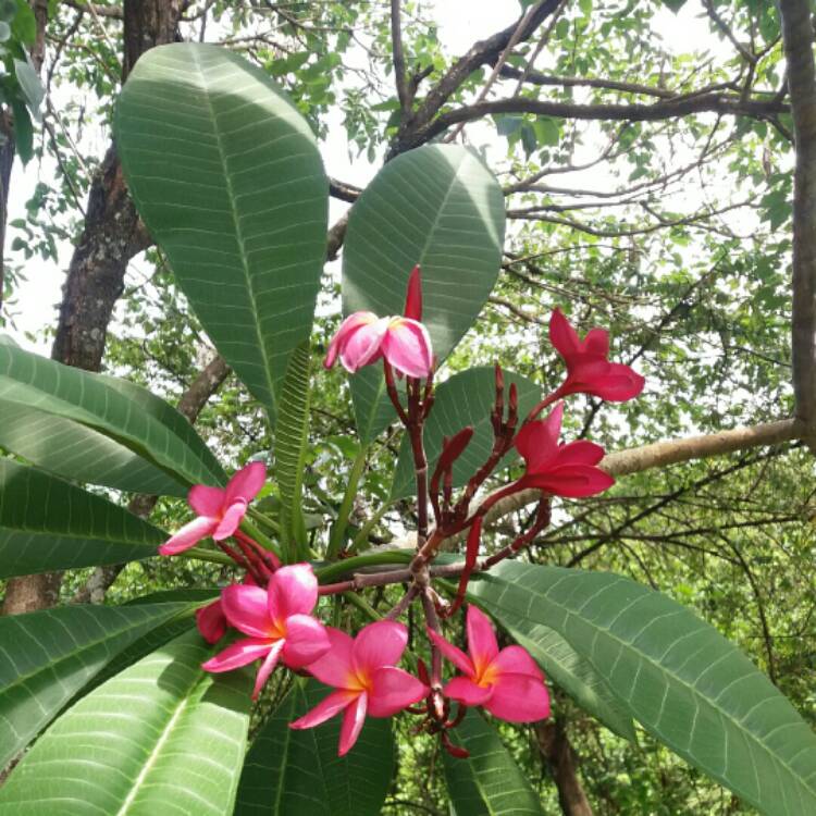 Plant image Plumeria Stenophylla