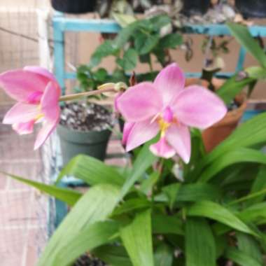 Francisco's garden